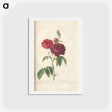 アートポストカード-Rose illustration - ピエール ジョゼフ ルドゥーテ Postcard.