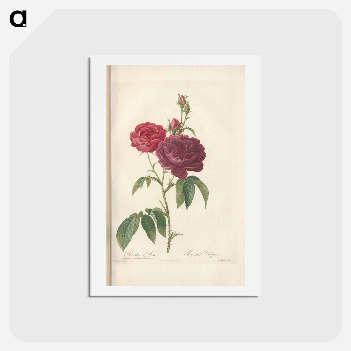 アートポストカード-Rose illustration - ピエール ジョゼフ ルドゥーテ Postcard.