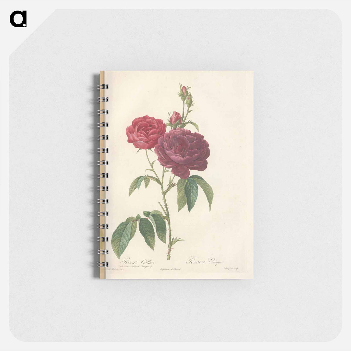 Rose illustration - ピエール ジョゼフ ルドゥーテ Memo.