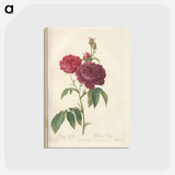 アートポストカード-Rose illustration - ピエール ジョゼフ ルドゥーテ Postcard.