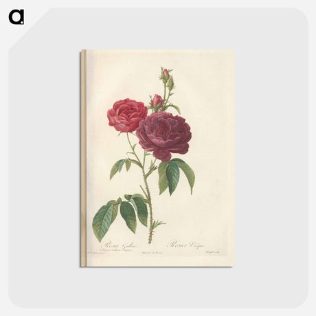 アートポストカード-Rose illustration - ピエール ジョゼフ ルドゥーテ Postcard.