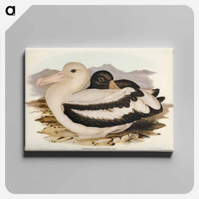 アートパネル-Short-tailed Albatross
 - オーストラリアの鳥 Canvas.