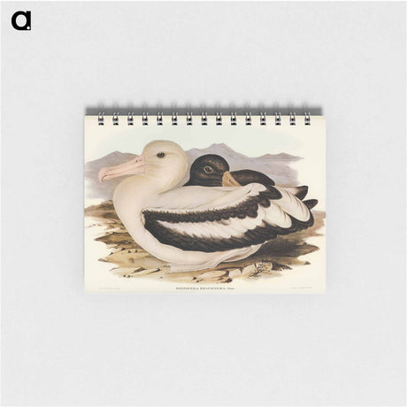アートメモ帳-Short-tailed Albatross
 - オーストラリアの鳥 Memo.