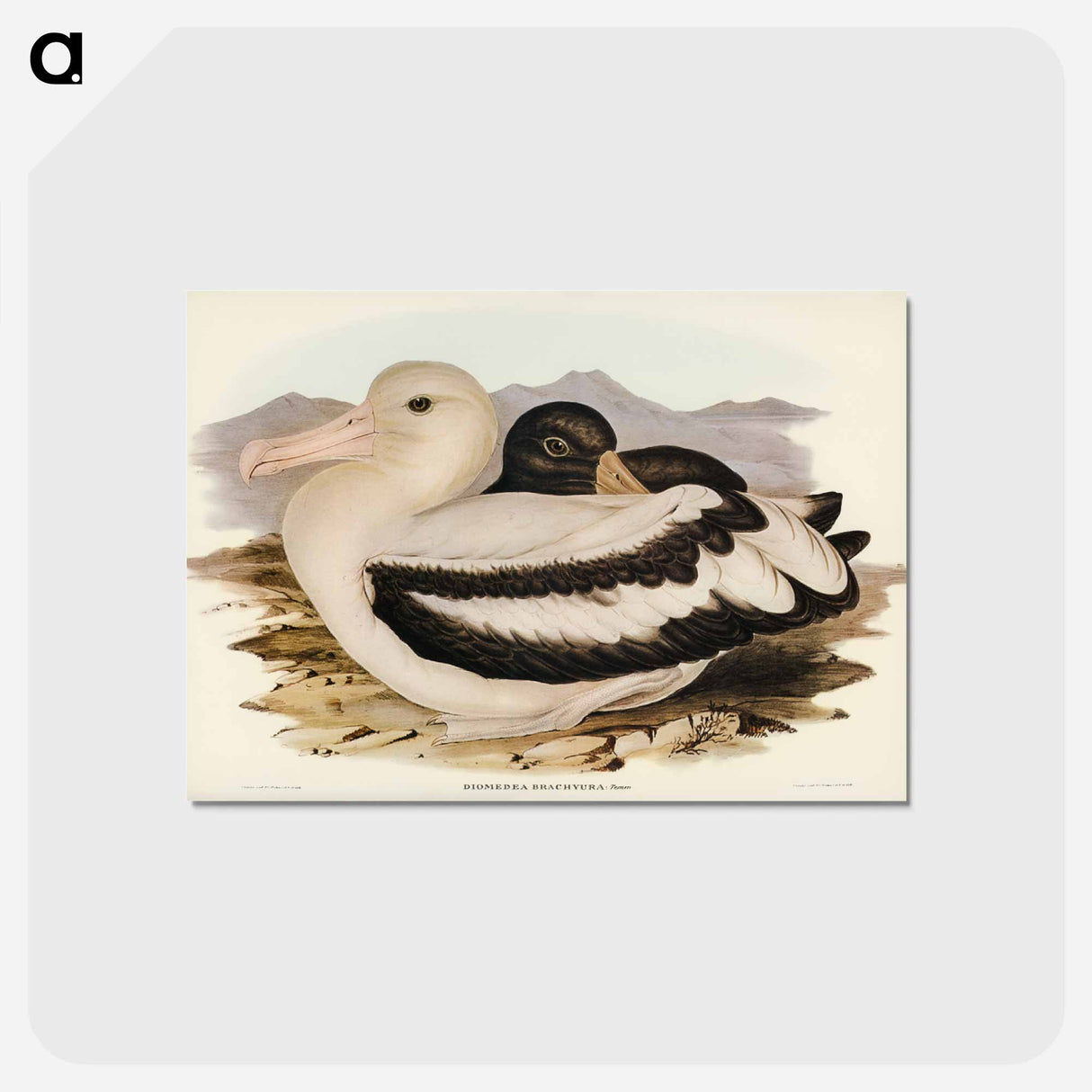 アートポストカード-Short-tailed Albatross
 - オーストラリアの鳥 Postcard.