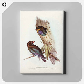 アートパネル-Australian Roller
 - ジョン グールド Canvas.