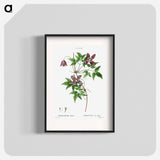 Alpine clematis - ピエール ジョゼフ ルドゥーテ Poster.