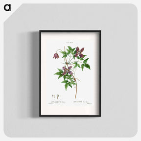 アートポスター-Alpine clematis - ピエール ジョゼフ ルドゥーテ Poster.