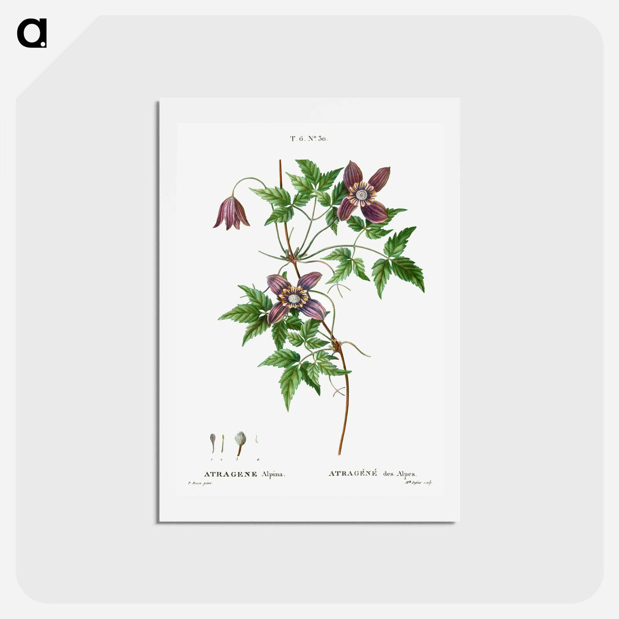 アートポストカード-Alpine clematis - ピエール ジョゼフ ルドゥーテ Postcard.