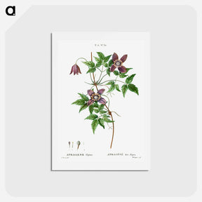 アートポストカード-Alpine clematis - ピエール ジョゼフ ルドゥーテ Postcard.