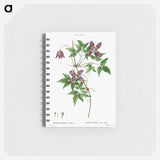 Alpine clematis - ピエール ジョゼフ ルドゥーテ Memo.