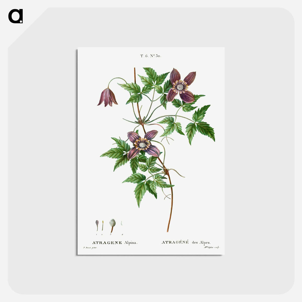 アートポストカード-Alpine clematis - ピエール ジョゼフ ルドゥーテ Postcard.
