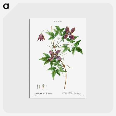 アートポストカード-Alpine clematis - ピエール ジョゼフ ルドゥーテ Postcard.