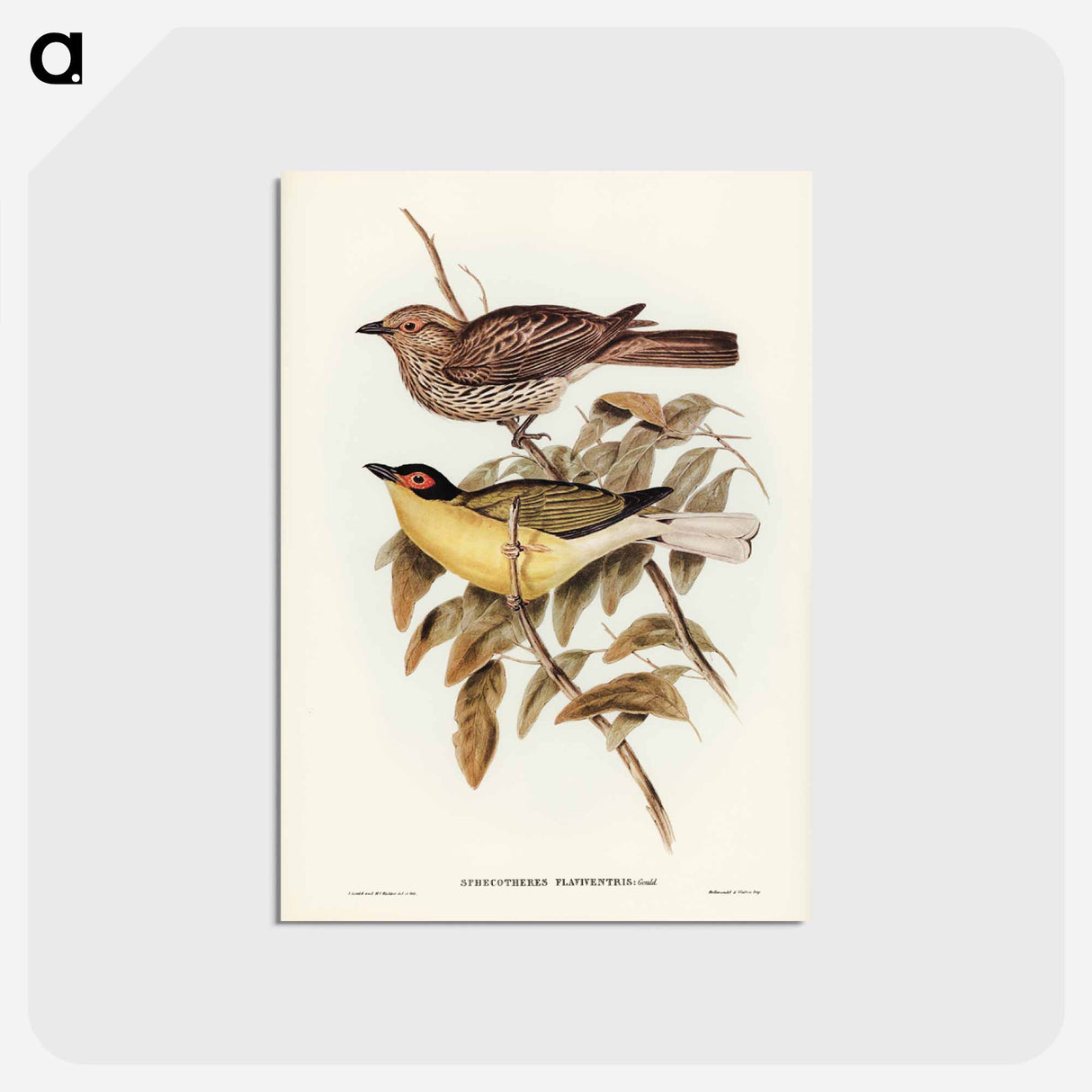 アートポストカード-Yellow-bellied Sphecotheres
 - オーストラリアの鳥 Postcard.