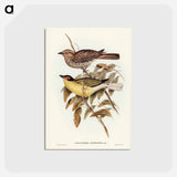アートポストカード-Yellow-bellied Sphecotheres
 - オーストラリアの鳥 Postcard.