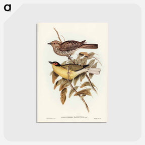 アートポストカード-Yellow-bellied Sphecotheres
 - オーストラリアの鳥 Postcard.