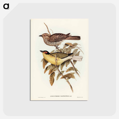 アートポストカード-Yellow-bellied Sphecotheres
 - オーストラリアの鳥 Postcard.