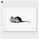 アートポスター-Mouse Engraving
 - 大英図書館 Poster.