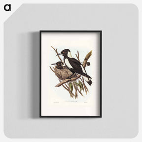 アートポスター-Piping Crow-Shrike
 - ジョン グールド Poster.