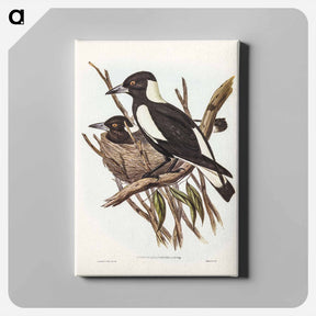 アートパネル-Piping Crow-Shrike
 - ジョン グールド Canvas.