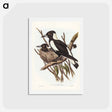 アートポストカード-Piping Crow-Shrike
 - ジョン グールド Postcard.