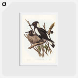 アートポストカード-Piping Crow-Shrike
 - ジョン グールド Postcard.
