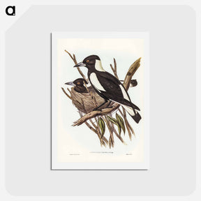 アートポストカード-Piping Crow-Shrike
 - ジョン グールド Postcard.