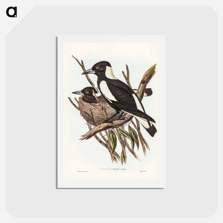 アートポストカード-Piping Crow-Shrike
 - ジョン グールド Postcard.