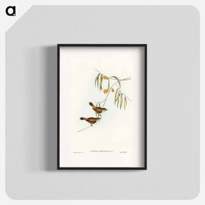 アートポスター-Chestnut-rumped Acanthiza
 - オーストラリアの鳥 Poster.