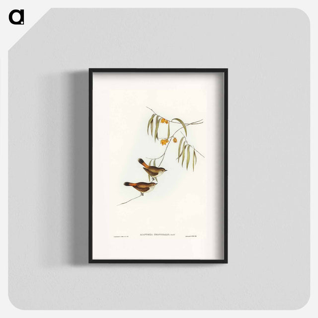 アートポスター-Chestnut-rumped Acanthiza
 - オーストラリアの鳥 Poster.