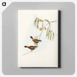 Chestnut-rumped Acanthiza
 - オーストラリアの鳥 Canvas.