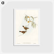 アートポストカード-Chestnut-rumped Acanthiza
 - オーストラリアの鳥 Postcard.