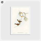 アートポストカード-Chestnut-rumped Acanthiza
 - オーストラリアの鳥 Postcard.