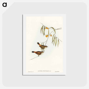 アートポストカード-Chestnut-rumped Acanthiza
 - オーストラリアの鳥 Postcard.