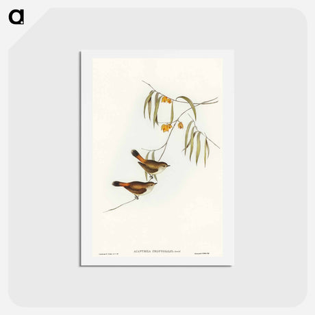 アートポストカード-Chestnut-rumped Acanthiza
 - オーストラリアの鳥 Postcard.