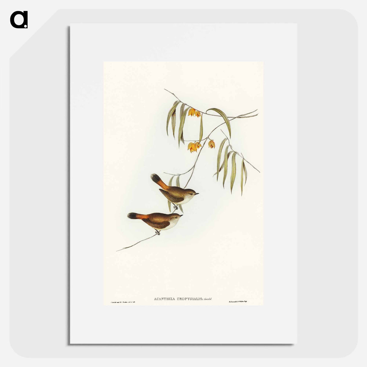 アートポスター-Chestnut-rumped Acanthiza
 - オーストラリアの鳥 Poster.