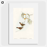 アートポスター-Chestnut-rumped Acanthiza
 - オーストラリアの鳥 Poster.