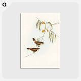 アートポストカード-Chestnut-rumped Acanthiza
 - オーストラリアの鳥 Postcard.