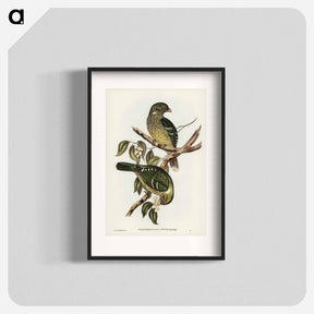 アートポスター-Cat Bird
 - ジョン グールド Poster.