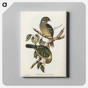 アートパネル-Cat Bird
 - ジョン グールド Canvas.