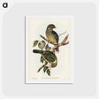 アートポストカード-Cat Bird
 - ジョン グールド Postcard.