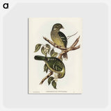 アートポストカード-Cat Bird
 - ジョン グールド Postcard.