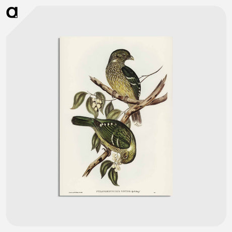 アートポストカード-Cat Bird
 - ジョン グールド Postcard.
