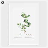 Fontanesia Phillyreoides - ピエール ジョゼフ ルドゥーテ Poster.