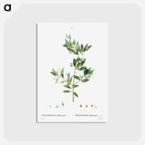 アートポストカード-Fontanesia Phillyreoides - ピエール ジョゼフ ルドゥーテ Postcard.