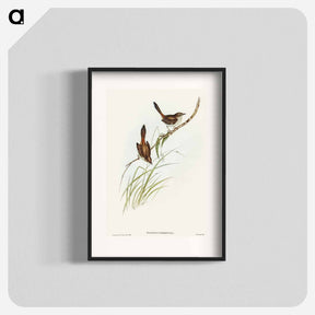 アートポスター-Red-rumped Wren
 - オーストラリアの鳥 Poster.