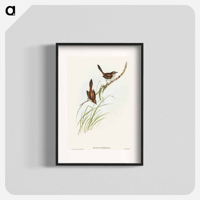 アートポスター-Red-rumped Wren
 - オーストラリアの鳥 Poster.