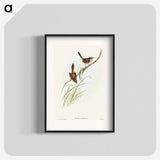 Red-rumped Wren
 - オーストラリアの鳥 Poster.