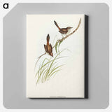 Red-rumped Wren
 - オーストラリアの鳥 Canvas.