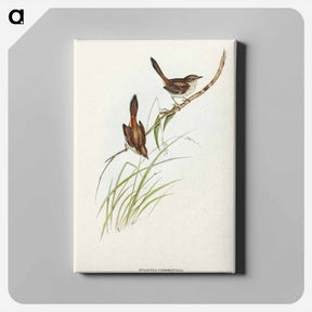 アートパネル-Red-rumped Wren
 - オーストラリアの鳥 Canvas.