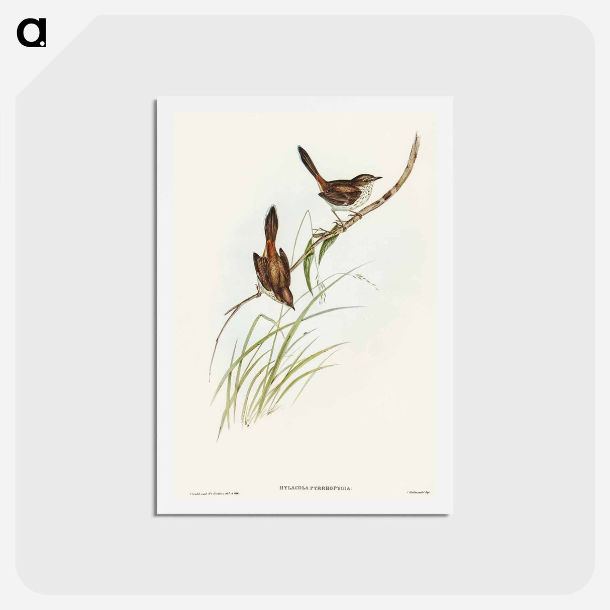 アートポストカード-Red-rumped Wren
 - オーストラリアの鳥 Postcard.
